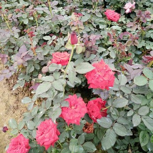 ���l �¼����� ����ķ�¼� �S���¼�  ���Ի�����ľ