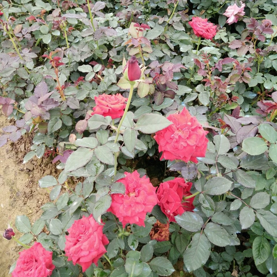 Оптовая Китайская Роза Рассада Мангейм Китайская Роза Цветы Рассада цветов в горшке