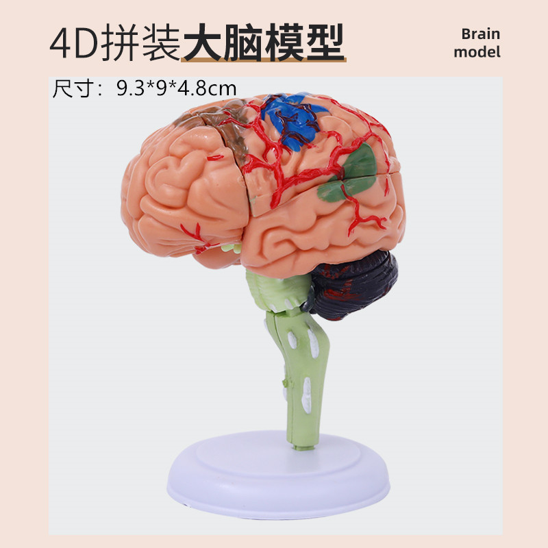 跨境玩具早教人体器官骨骼模型套装科教中小学生DIY组装儿童益智|undefined