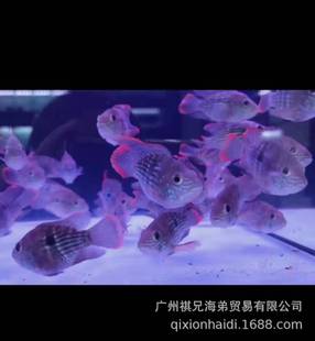 Ԫ���ʹ� Q��ʹ� ����ʹ� �^�p�~ �Ꭷ�~