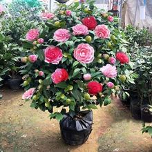 �軨�ļ����Ԙ����ذ�ɽ�軨���҃���Gֲ�ͺ���ɫ�൤�����ͻ���