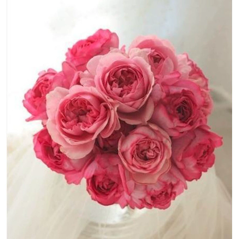 Дропшиппинг свадебных розовых растений «Ева», большие ароматные розы, рассада, цветы для балкона и внутреннего двора, розы в горшках, на все времена года