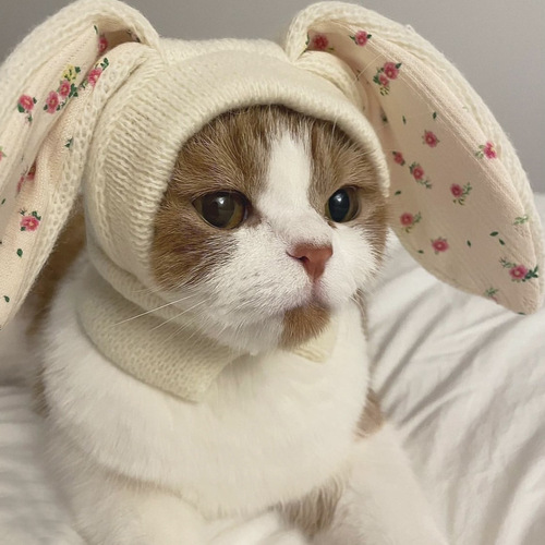 ins new cute bunny ears pet knitted hat autumn and winter warm headgear cat cute dog decoration pet