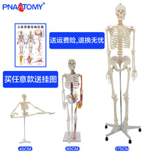 人体助力外骨骼人体模型175cm骨架脊椎85cm骷髅可动教具