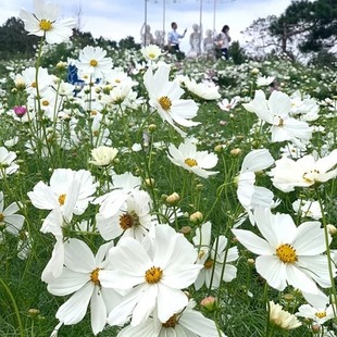 White Cosmos Seeds, Gesang Flower Seeds, Sowing and Blooming in All Seasons, Colorful Flower Seeds, Courtyard Wildflower Seeds