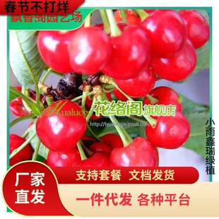 ����܇�����R����Ҙ��m�޽ә���������ͥԺ���Ա��Ϸ��Nֲ������