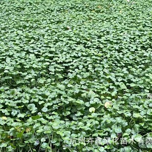 [Wholesale in Base] Copper Money Grass/Mushroom Grass/Aquatic Plants/Purified Water Quality/Healthy Root System/High Quality