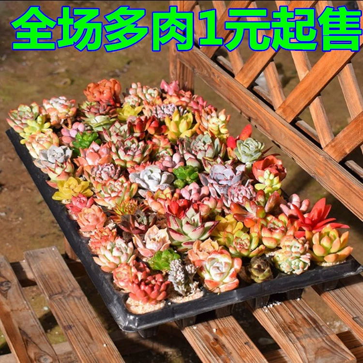 Комбинация пакетов мясистых растений Комбинация мясистых растений Маленький цветок Горшечное растение Крытый офис мясистый пакет Новый стиль