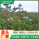 厂家批发草花组合种子耐寒耐旱混播花种生态修复绿化野趣组合花籽