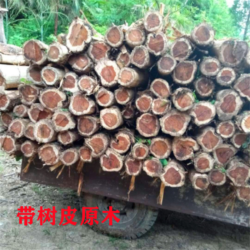 5ZV7批發崖柏側柏木手工料香柏毛料文玩雕刻料全芯材材料柏木原木