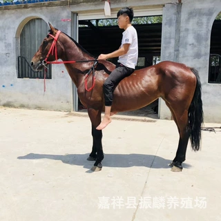 马匹适合放养还是圈养 蒙古马和半血血马哪个更适合牧民骑乘