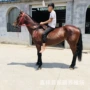 哪个适合骑乘蒙古马