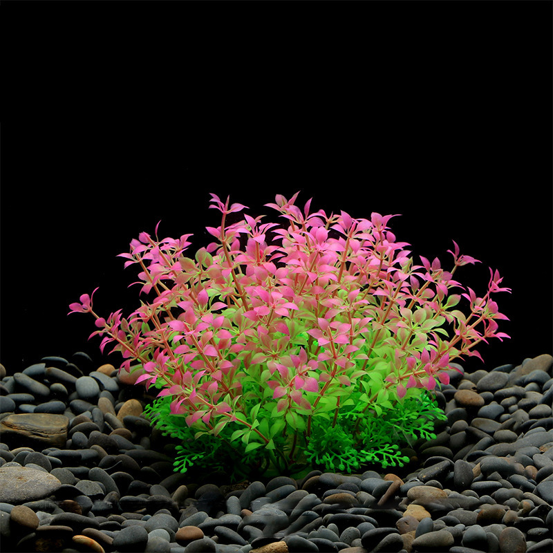 Lysimachia rosa