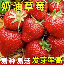 奶油草莓种籽子四季阳台盆栽草莓种子水果室内种植农家水果草莓种