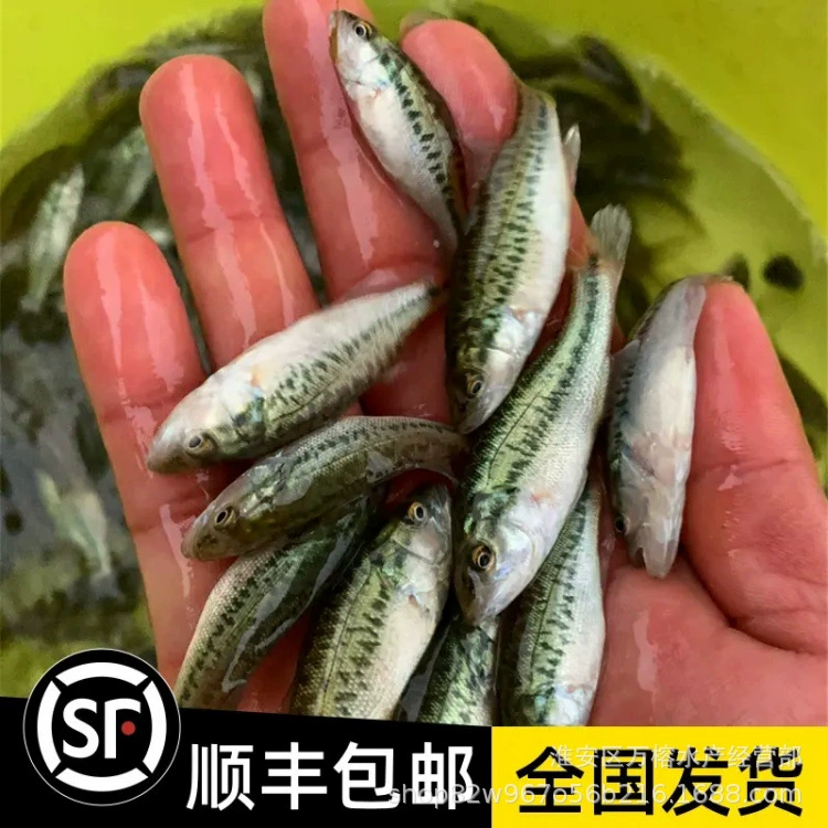 Свежевыловленная культивированная съедобная рыба-лобстер, живая рыба-лобстер