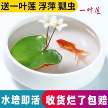 һ�~ɏ��ɏˮ������ˮ��ֲ���҃��̨�ļ��_���������~�׸�Ƽ˯ɏ