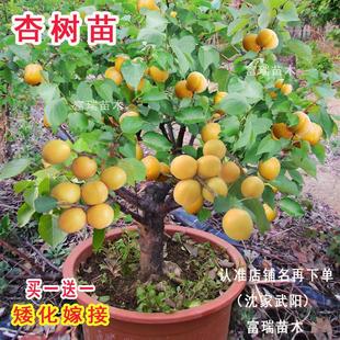 �Ә���޽Ӱ��������Ә����Ϸ������Nֲ���Ե���ͥԺ���䮔��Y��