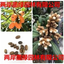 ���l���˷N�����÷N�ӹ���N�����˘�N���Lζ����