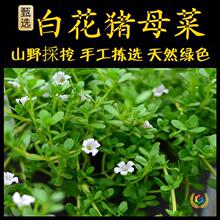 假马齿苋新鲜现采潮汕青草 白花猪母菜 蛇鳞草假马齿苋白花老鼠耳