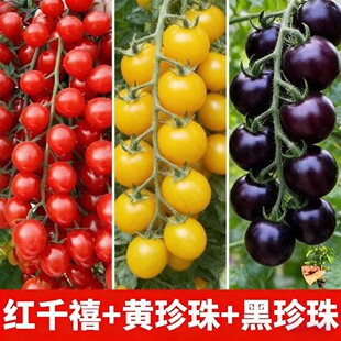 ������ˮը�������鷬�����玧���ڙ������t���}Ů���N���ļ�����