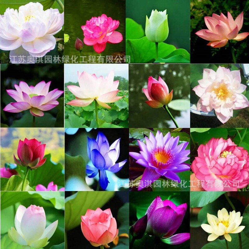 Bowl Lotus Seeds Wholesale Hydroponic Bowl Lotus Indoor Easy to Grow All Year Round Bowl Lotus Flowering Seeds Mini Bowl Lotus