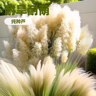 Wholesale Aquatic and Emergent Plants: Reed Roots, Fragrant Reed Seedlings, Water Candles, Pond Wetland Park Aquatic Plant Greening