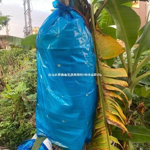 Banana Bagging with Holes and Without Holes, Cold-Proof, Insect-Proof and Uv-Proof Blue Film Integrated Bag, Thickened Type