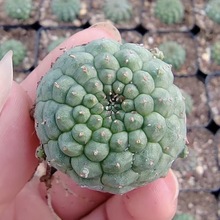 ���ײ��y�� ��꪿������� ����ֱ�� �Ը��Nֲ