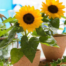 向日葵种子观赏食用花店切花葵花油葵矮秆迷你小室内外阳台盆栽孑