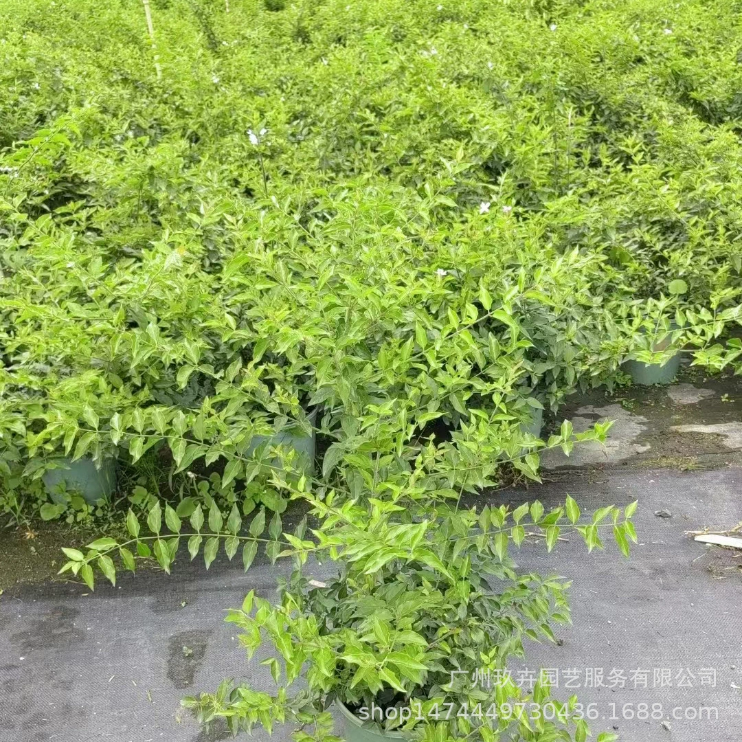 Жасмин горшечные растения крытый зеленый сад озеленение Цветочные растения база прямых продаж