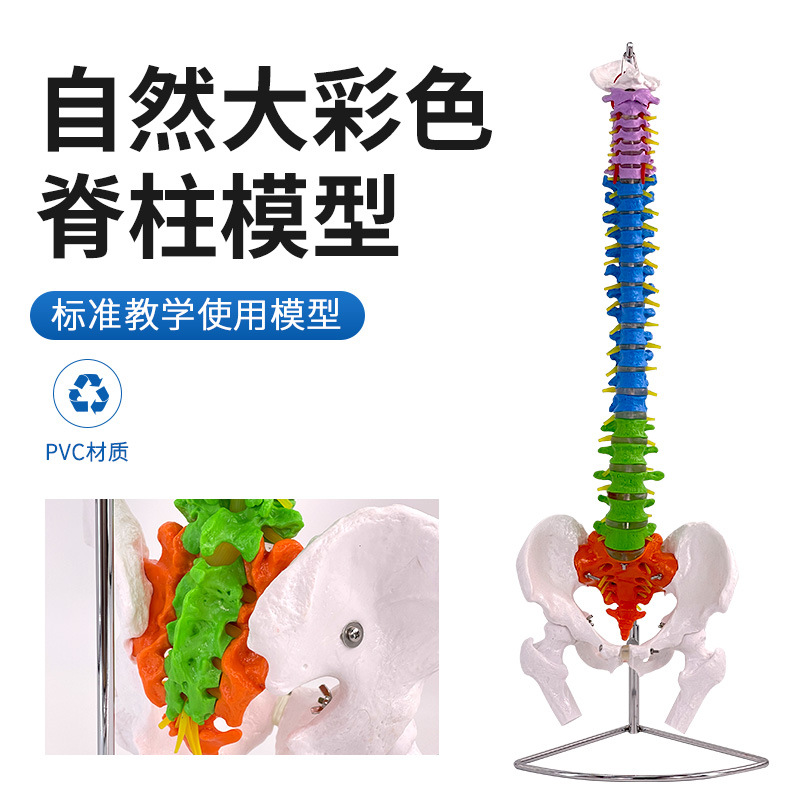 80cm ��ɫ��׵�����輰�ɹ�ģ�ͳ���һ��һ ��Ȼ�����弹׵������