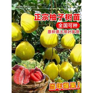 ���Ә���������t�����֏V����ɳ����ͥԺ�Ϸ��Nֲˮ���ͺ�����