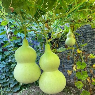 ���J�ѷN��������J�����������JͥԺ����ֲ���ļ��^�p���l���l