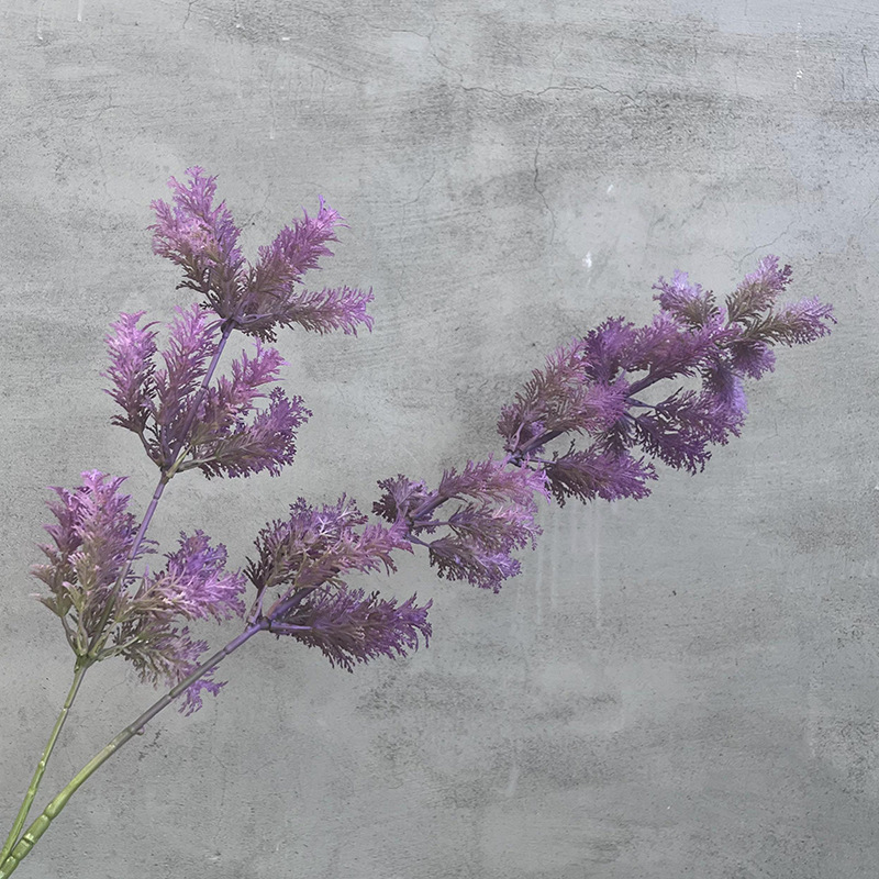 보라색