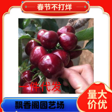 ���Ҙ���޽�܇���Ә�������Ԯ���Y���Ϸ������NֲͥԺ�������
