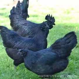 纯种五黑鸡幼苗脱温鸡苗半斤一斤鸡苗价格緑壳蛋鸡