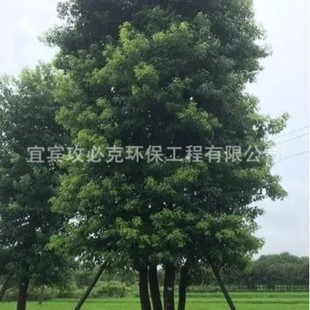 ��Ʒ����������ԭ���B�����f�����؈@�־G����ľ�����������l���S