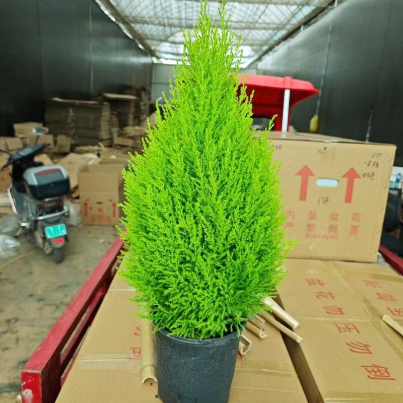 ∑∶ ◇ ±〈고운 작은 향기로운 소나무 60cm개 정도∝