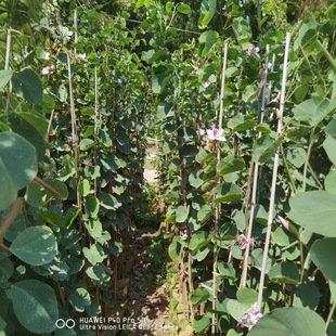 Native Small Seedlings of Bauhinia Blakeana, Purple Bauhinia Saplings, Garden Ornamental Trees for Courtyard Landscaping and Flower Viewing