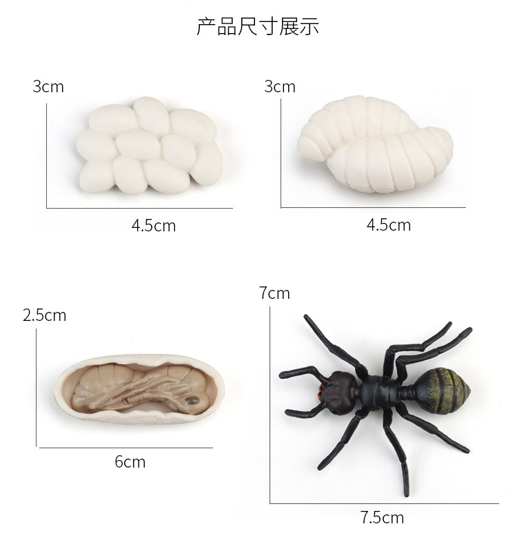 生长周期内页_13