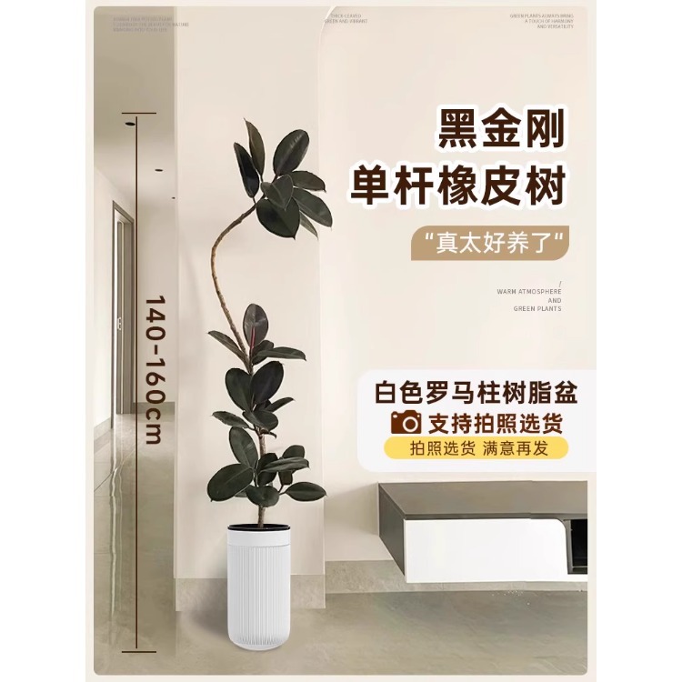 [가벼운 럭셔리 플로팅 브랜치] 싱글 플로팅 브랜치 고무나무-1.4- 1.6m -화이트 로마 기둥 수지 세면대-프리 트레이