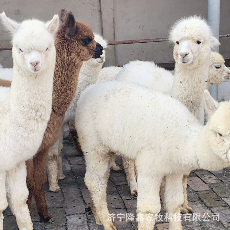 Где есть домашние животные, которые продают альпаки?