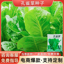 孔雀菜种子四季罗马直立生菜沙拉菜籽高钙秋冬季耐寒营养蔬菜种子