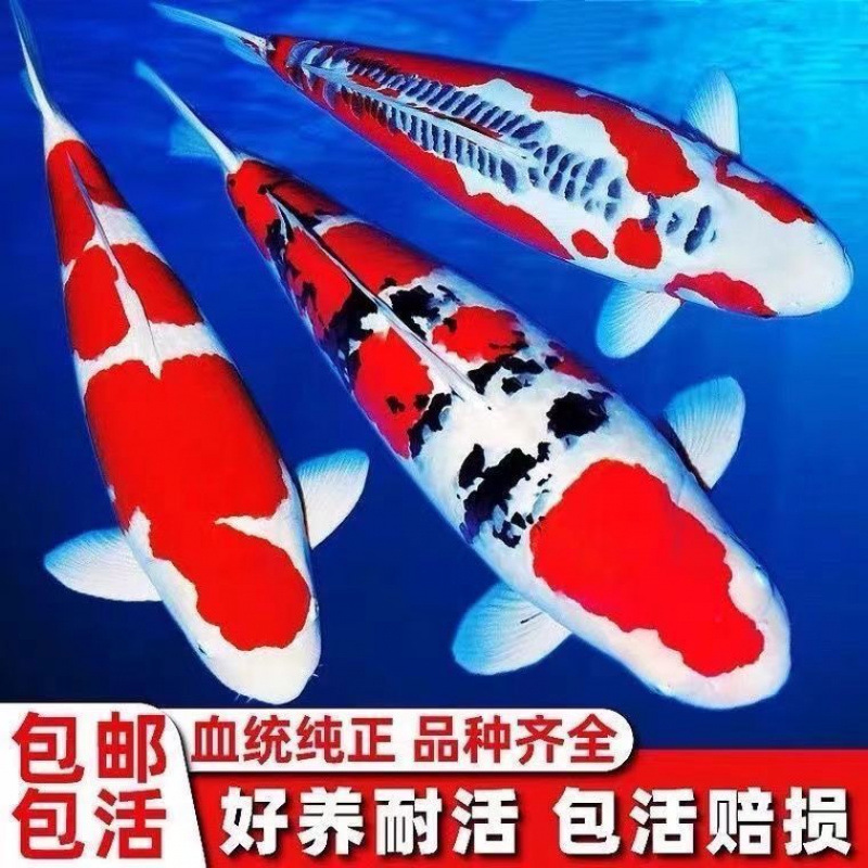 日本正宗红白三段锦鲤昭和黄金大正纯种观赏鱼淡水长尾好养锦鲤