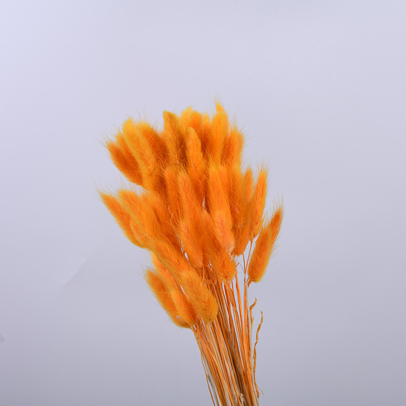 Flor inmortal hierba de cola de conejo hierba de cola de perro material natural 60 flores secas adornos para el hogar material de ramo DIY