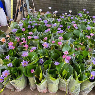 ˯ɏ�ɻ�ɏ��ԭ��ԭ�莧������Ʒ�ļ��_��ˮ�B�����̨ˮ��ֲ��sl