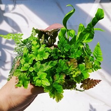 ̦�\΢���^ˮꑸ����B��Сֲ��W�y��ާ�������ֲ���쾰����