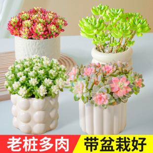 ����Y���\����ֲ����Ϙ����^Ⱥ���M���҃�����С���ԾGֲ����