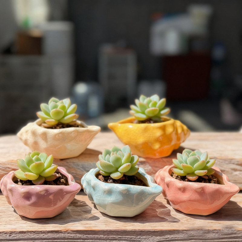 Small Conch Ceramic Succulent Flower Pot Creative Fresh Ice Cracked Glaze Stoneware Plant Set Succulent Potted Plant with Holes and Breathable