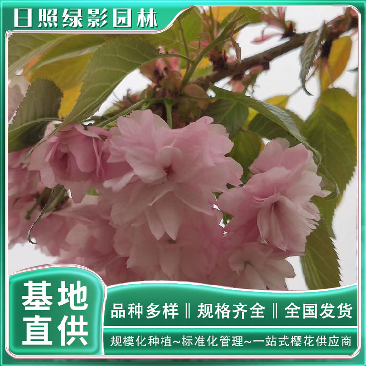 10423843458108808053 副本.jpg